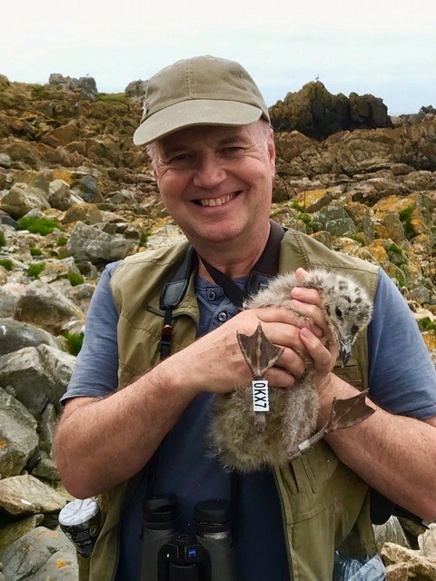 Wayne Turner - Lihou Island helping ring gulls on 24th June 2024